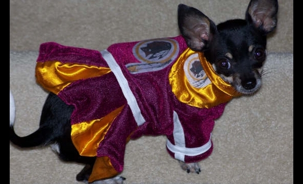 Xena would probably win the award for tiniest Redskins fan—ever.