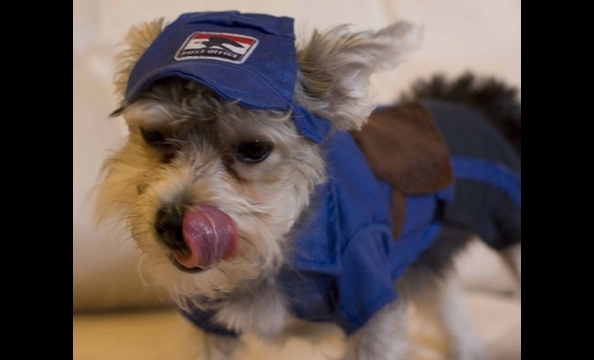 Cosmo, the furry little mailman.