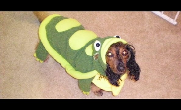 This is Canoli, a long-haired dachshund. We can't quite make sense of the costume—a turtle or a dinosaur? What do you think?