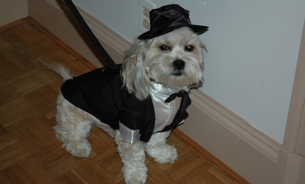 Diggs, a five-year-old Lhasa apso/Tibetan terrier mix, looks regal in his tuxedo—if a bit peeved at having to wear it.