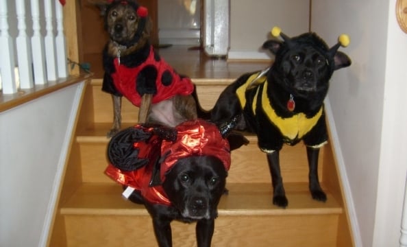 We spot a lady bug and a bumble bee, but what's the pup in the front dressed as? A devil?