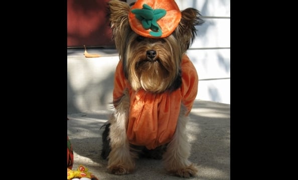 Bree makes for a good pumpkin, no?