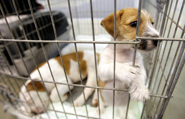 Dog Adoption Fees at Washington Shelters