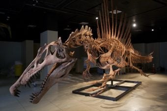 spinosaurus skeleton museum