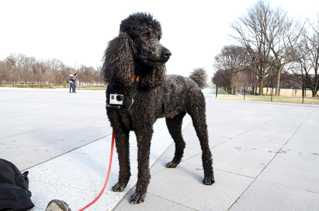 A Dog’s-Eye View of DC