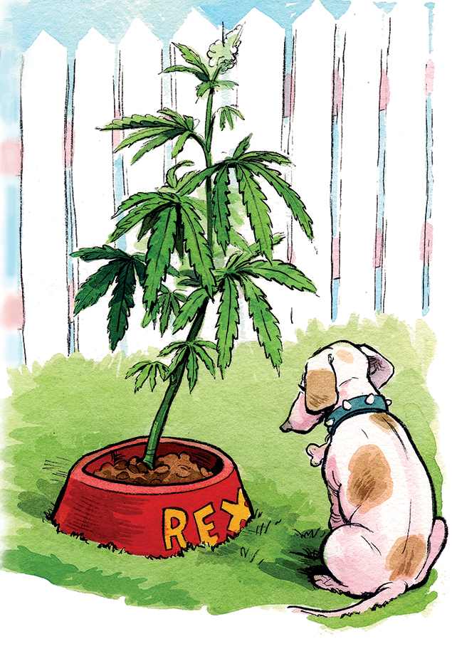 Using Pot to Treat Your Pets