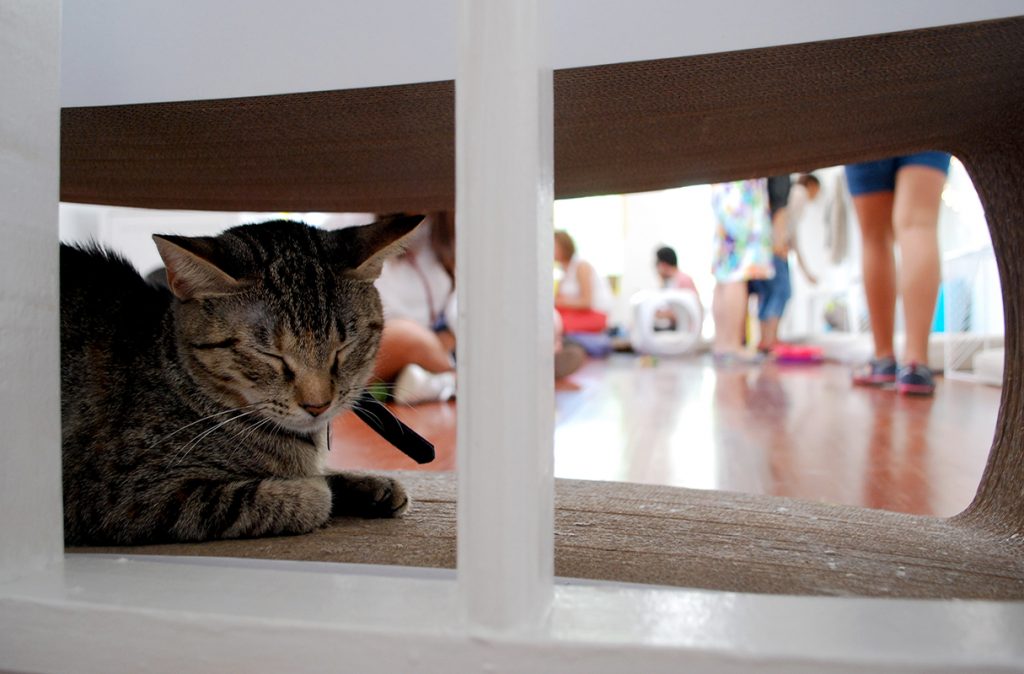 Cat-15.jpg - Washingtonian Cat-15.jpg