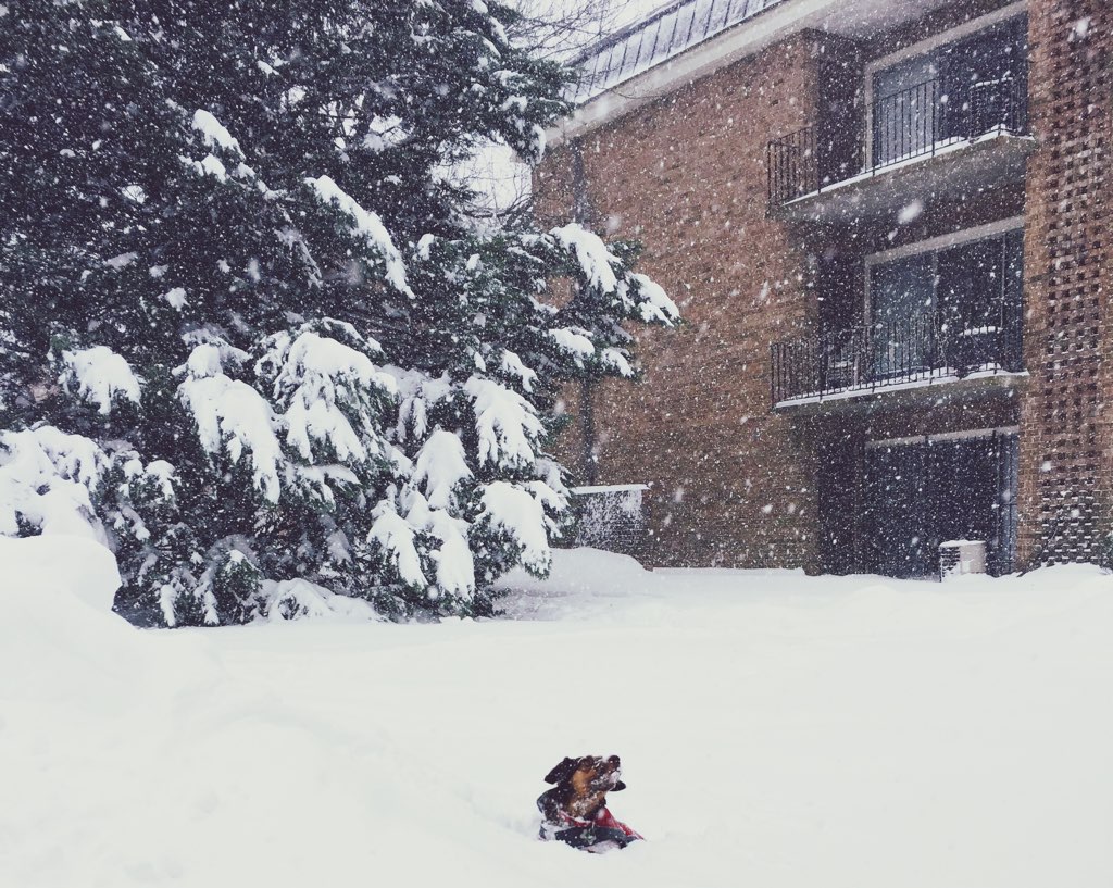 This dog doesn't believe in shoveling. Photo courtesy of Audrey Kim. 