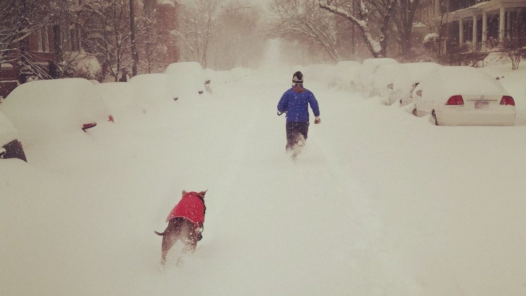 Look at These Dogs Having the Time of Their Lives in the Snow