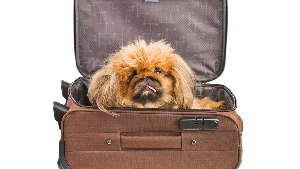 5 Things You Need to Know About Bringing Your Pets On Amtrak