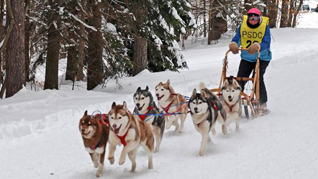 Play With Siberian Huskies at The Shay on Saturday