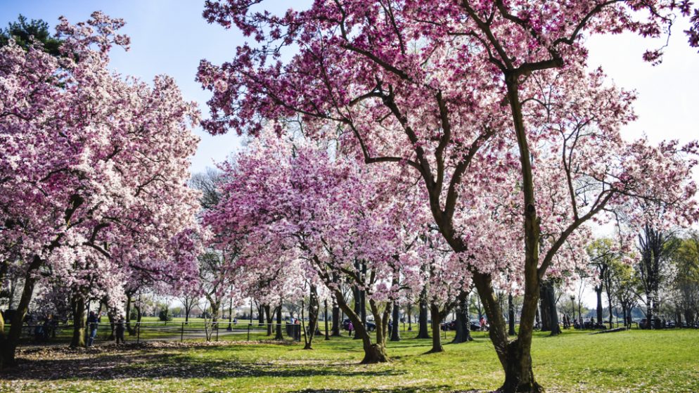 Cherry Blossoms Expected to Hit Peak Bloom March 31 ...