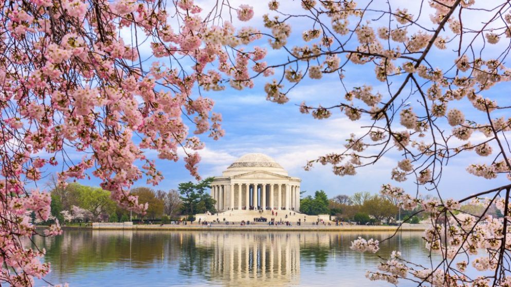 Cherry Blossoms Will Hit Peak Bloom March 23-24, a Little Later Than ...