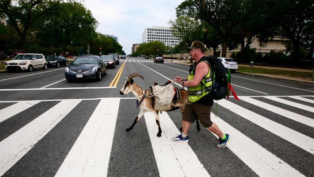 featured-web-miles - Washingtonian Miles Goat