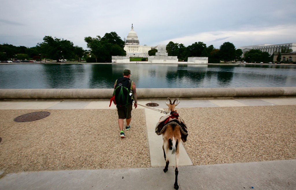 miles-national-mall2 - Washingtonian Miles Goat National Mall
