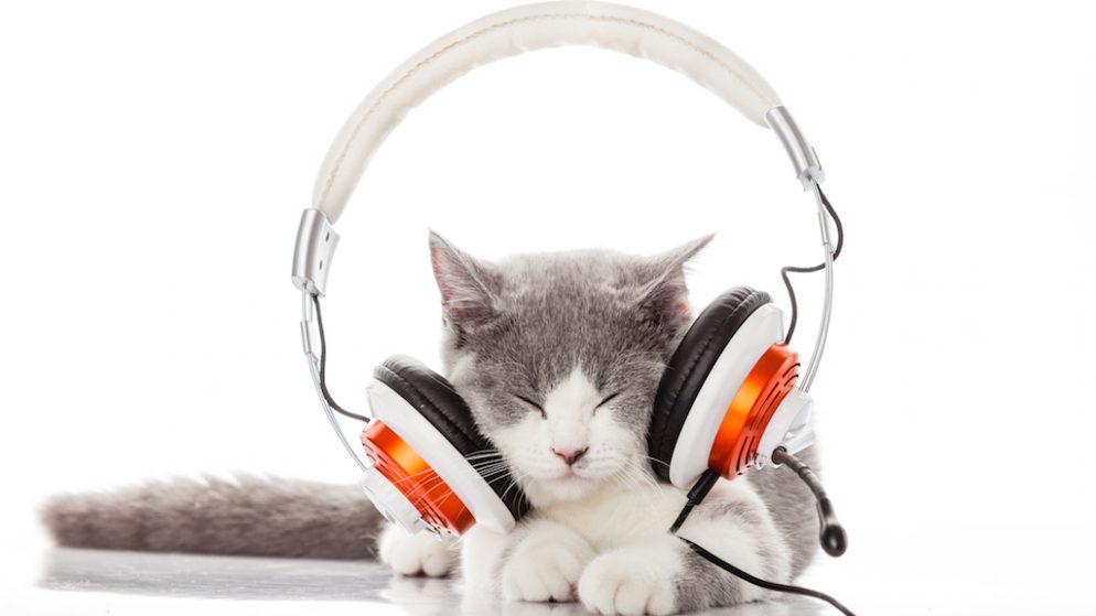 David Teie Music For Cats Songs - daggardesigns