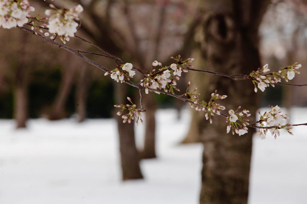 cherry-blossom1 - Washingtonian