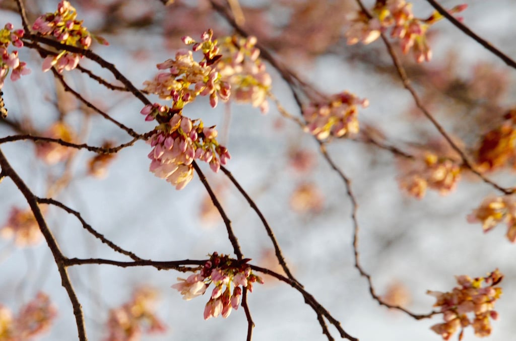 cherry-blossom10 - Washingtonian