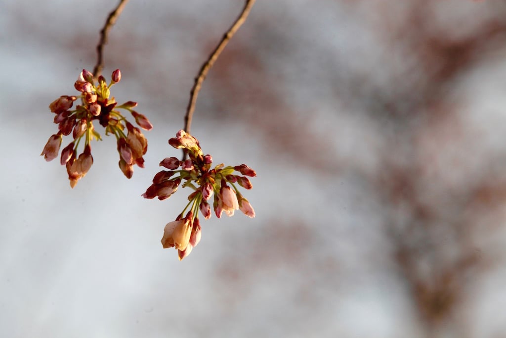 cherry-blossom11 - Washingtonian