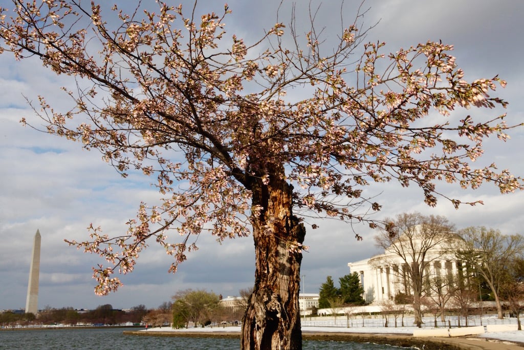cherry-blossom15 - Washingtonian