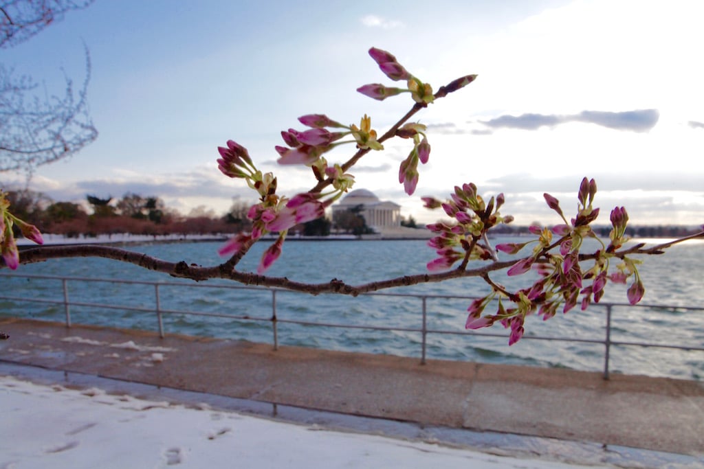 cherry-blossom16 - Washingtonian