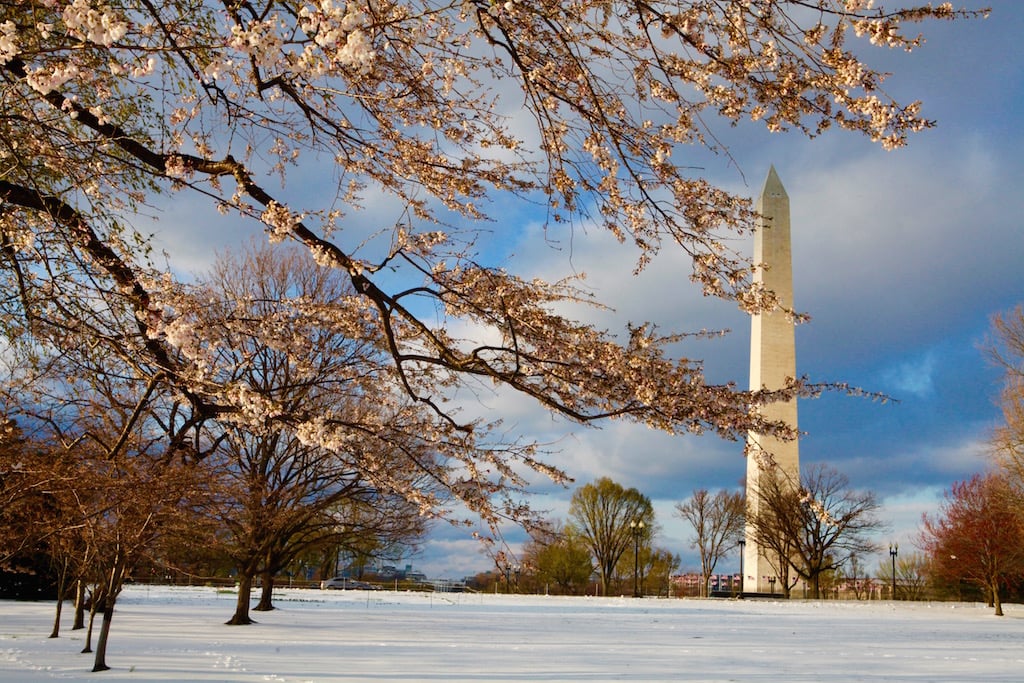cherry-blossom2 - Washingtonian