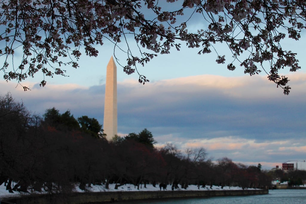 cherry-blossom4 - Washingtonian