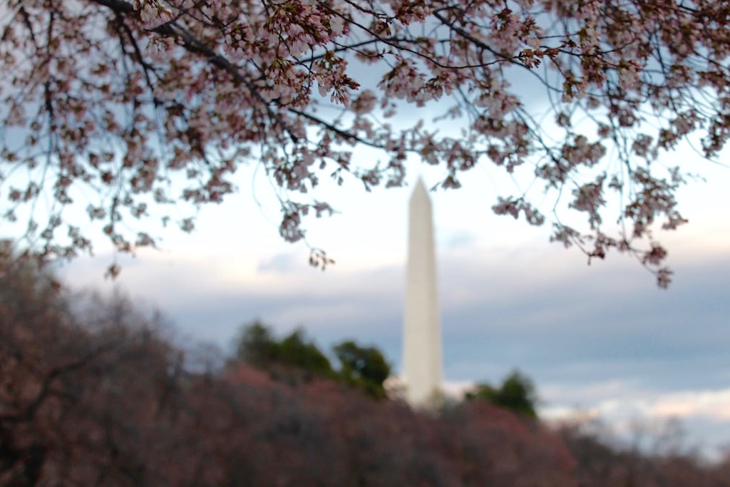 cherry-blossom5 - Washingtonian