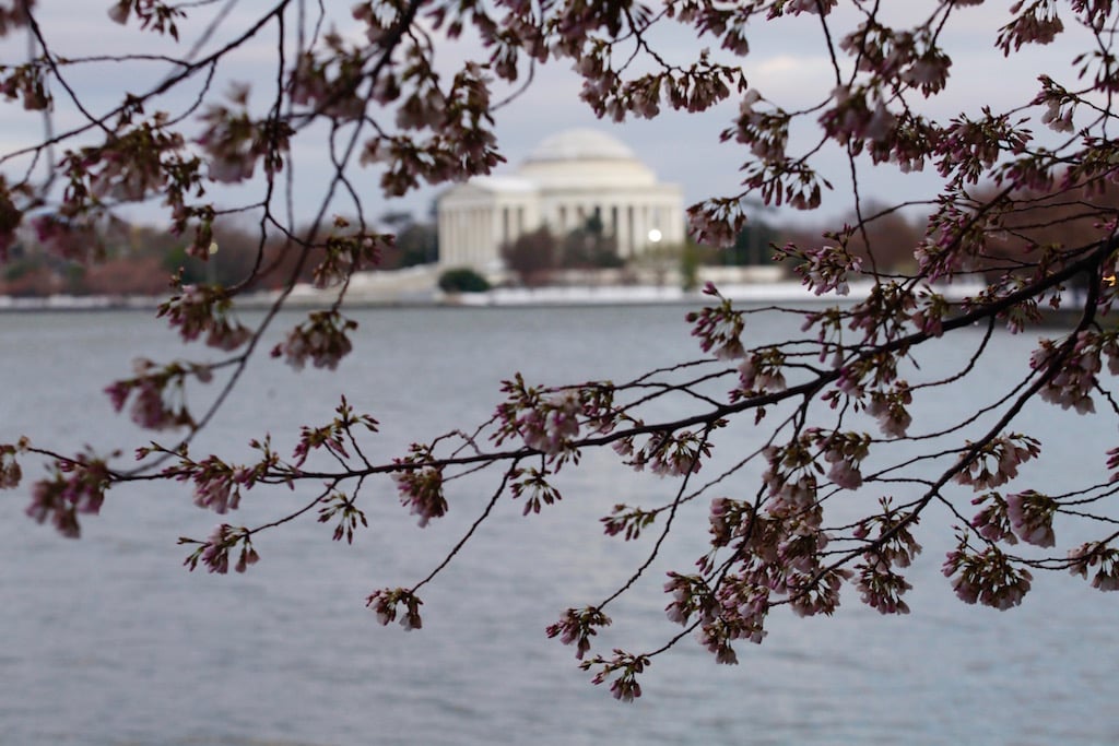 cherry-blossom6 - Washingtonian