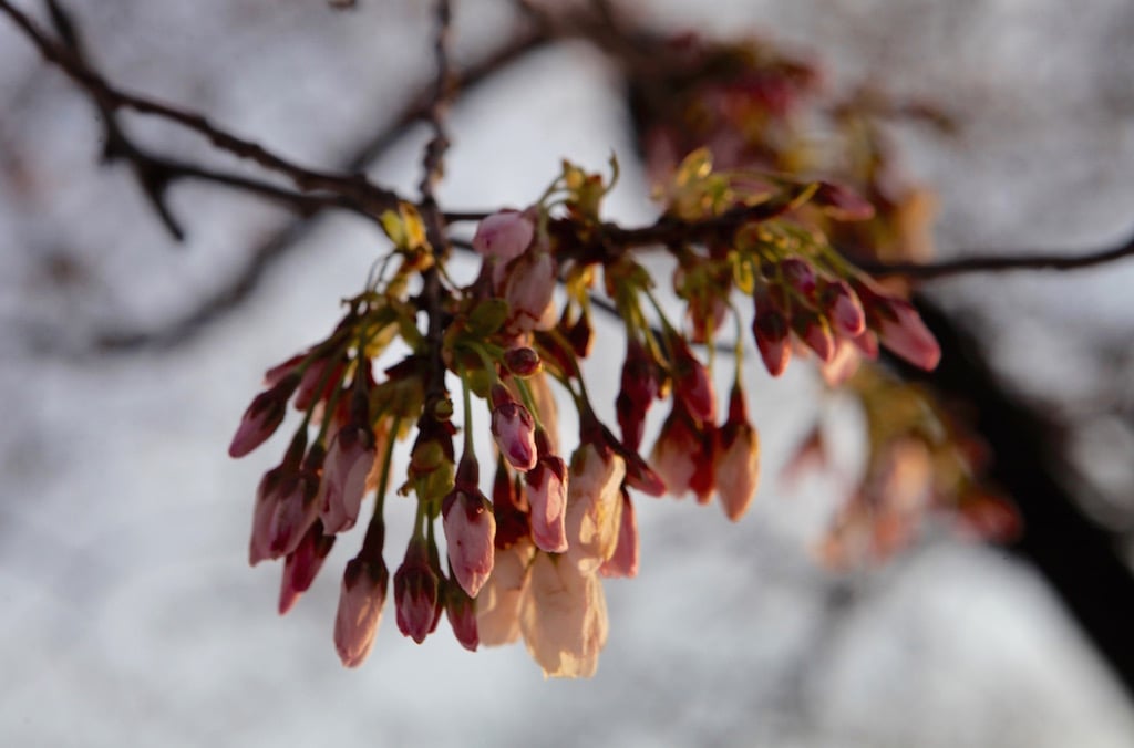 cherry-blossom8 - Washingtonian