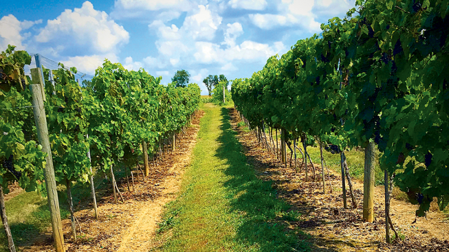 A Maryland Wine Country Day Trip - Washingtonian