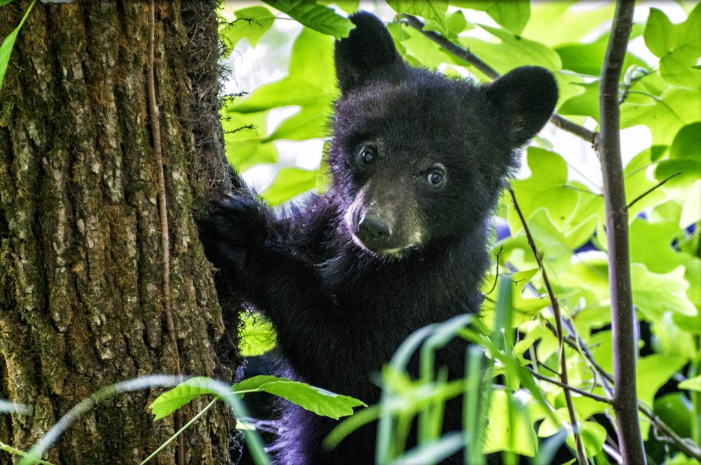 There Is a Bear in a Tree