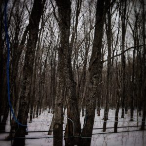 sugaring - Washingtonian