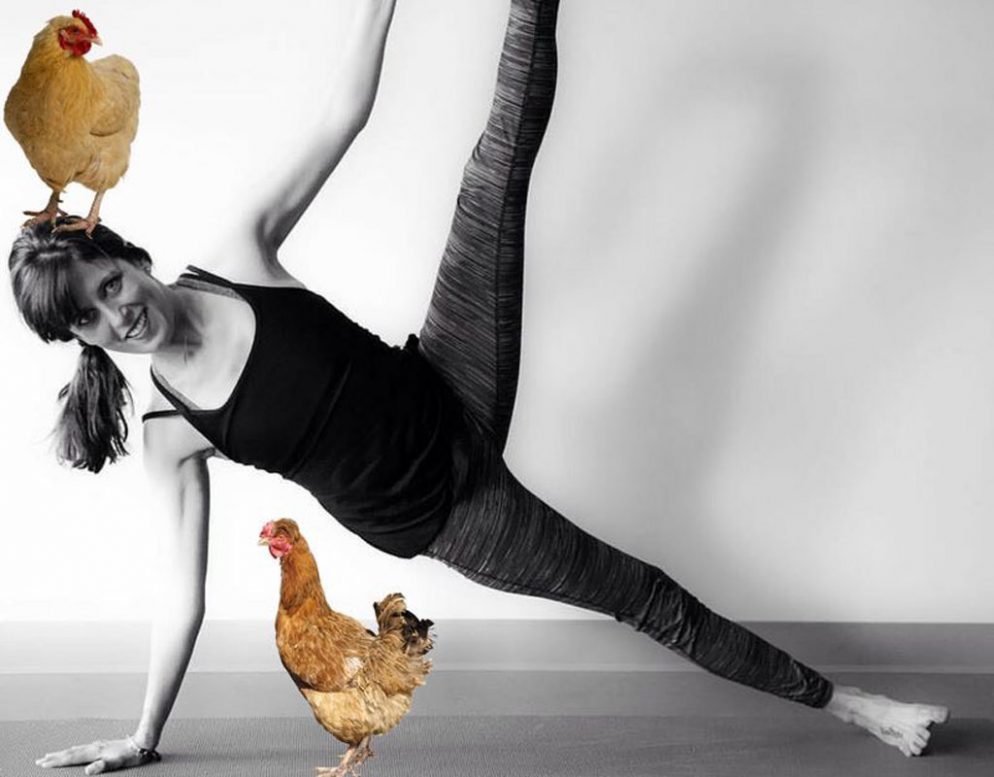 Step Aside, Goat Yoga The Latest Farm Animal Workout Is…Chicken Yoga