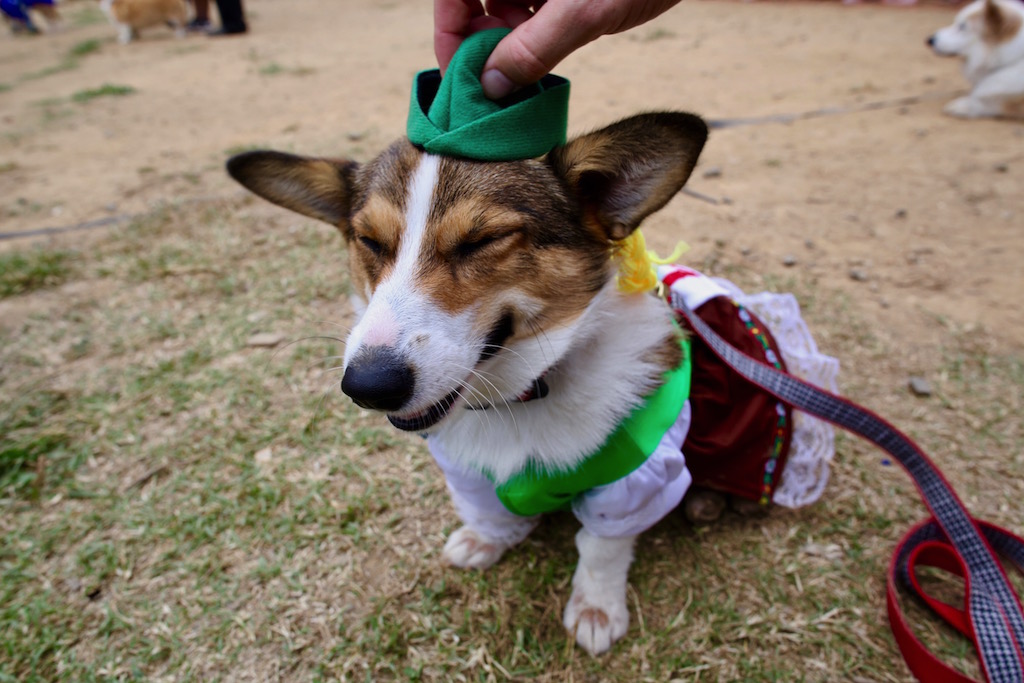 Corgtoberfest 12 - Washingtonian