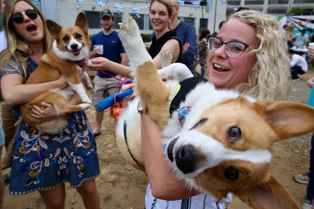 Corgtoberfest 14 - Washingtonian