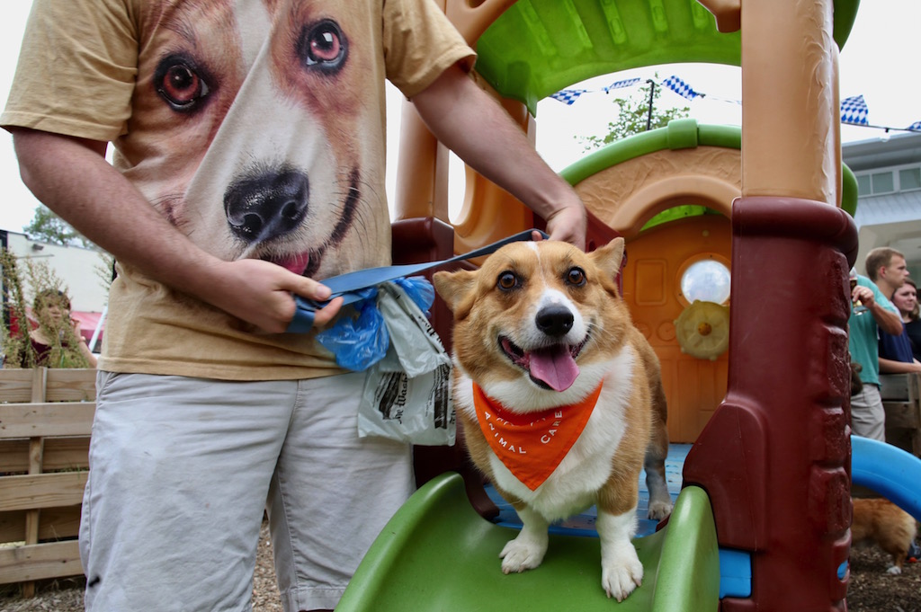 Corgtoberfest 15 - Washingtonian