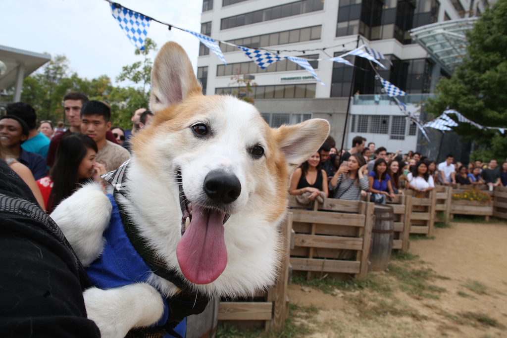 Corgtoberfest 18 - Washingtonian
