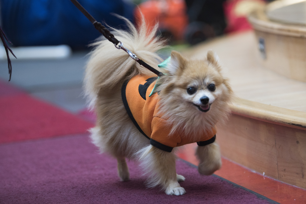 11-2-17-Childrens-national-health-system-Halloween-4 - Washingtonian
