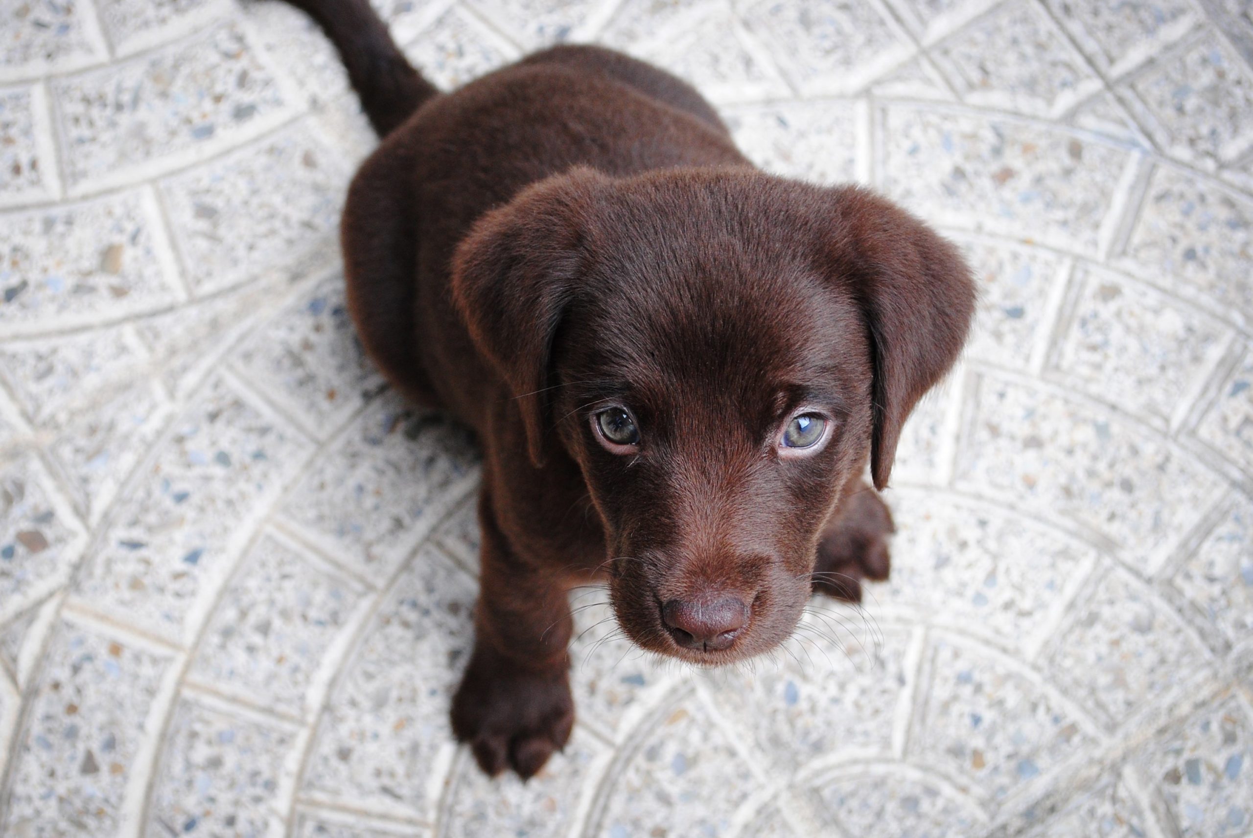 EXTENDED—Enter Washingtonian’s Cutest Dog Contest Washingtonian