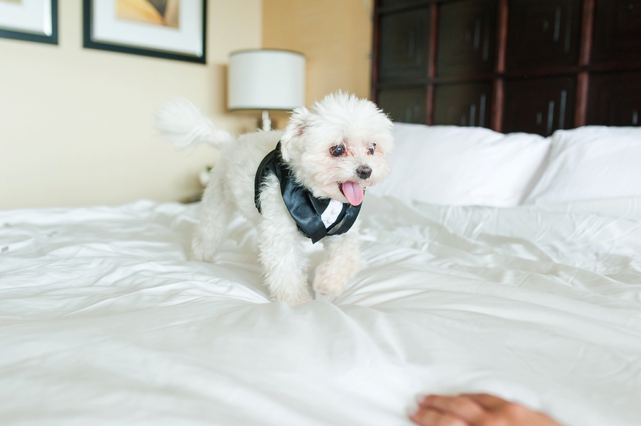 Correnti_Bauer_ASHTONKELLEYPHOTOGRAPHY_marylandweddingphotographer0391_0_low - Washingtonian