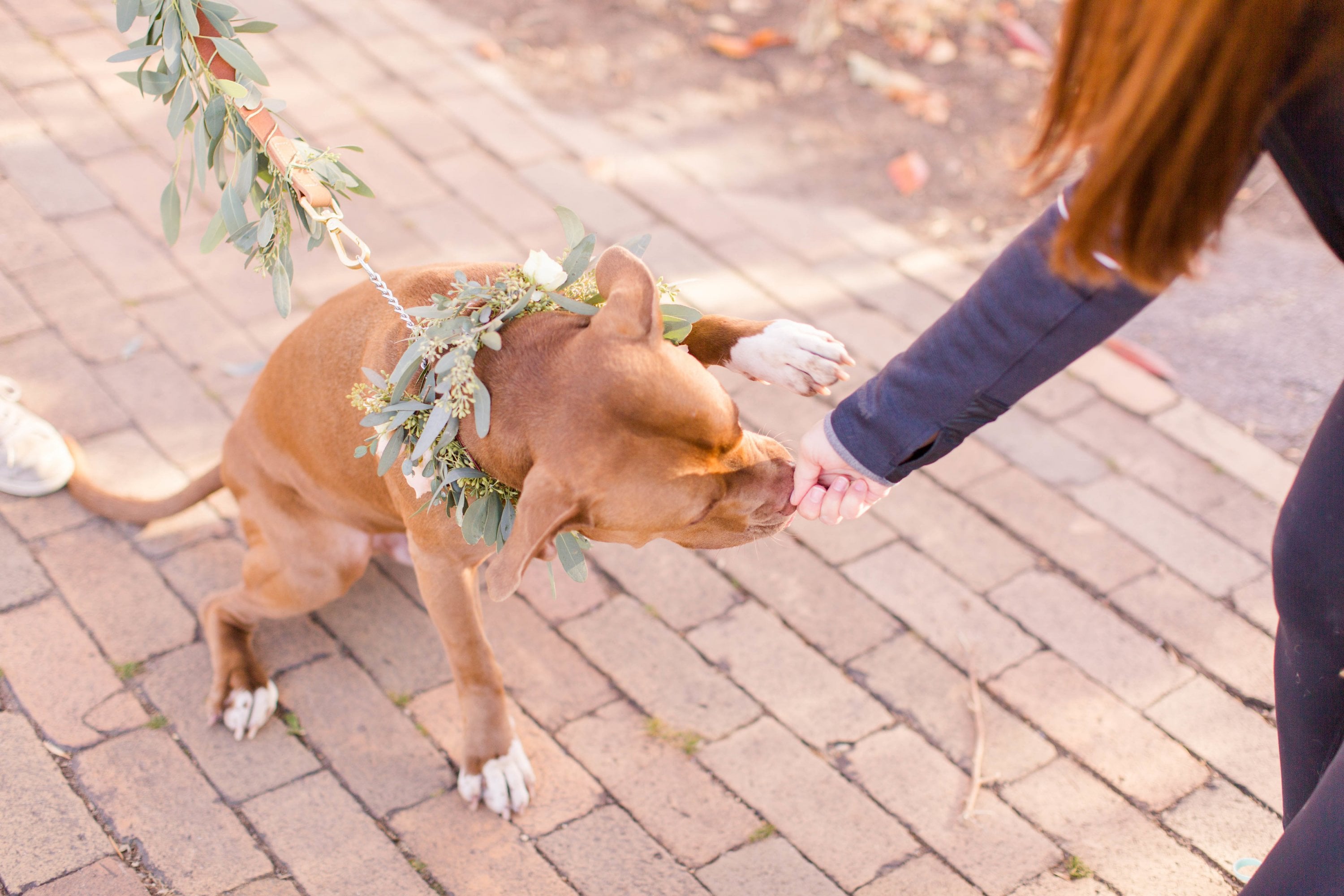 PuppyStyledShoot-10 - Washingtonian