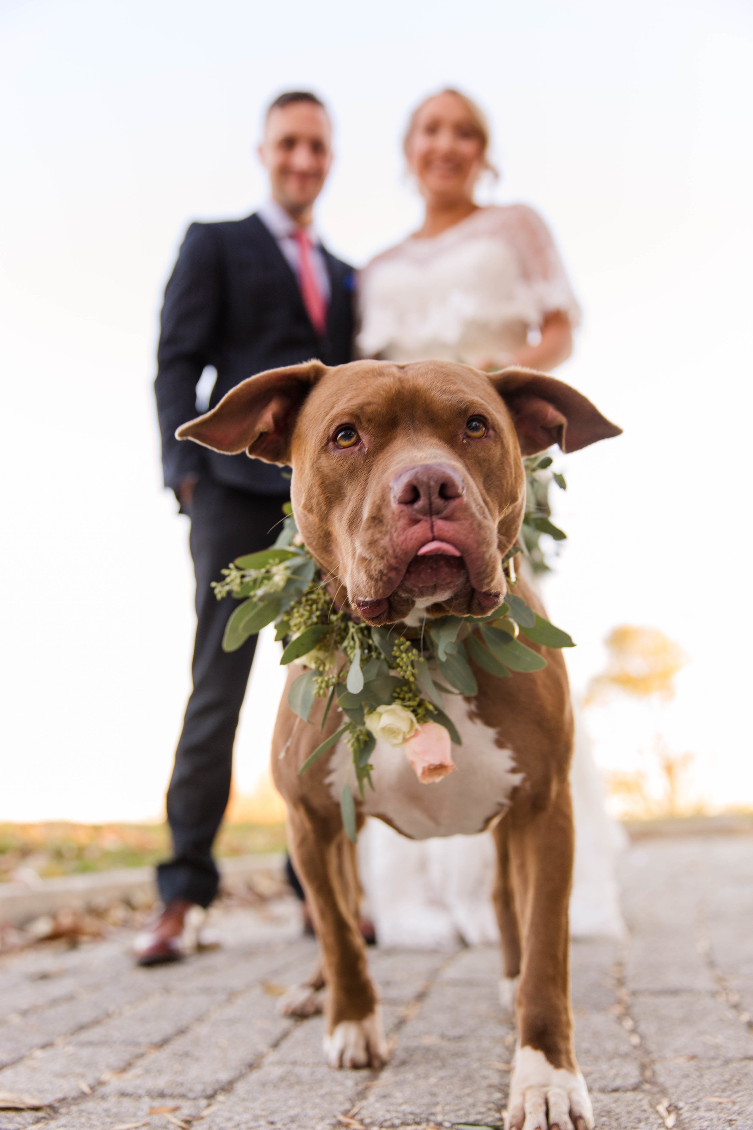 PuppyStyledShoot-518 - Washingtonian