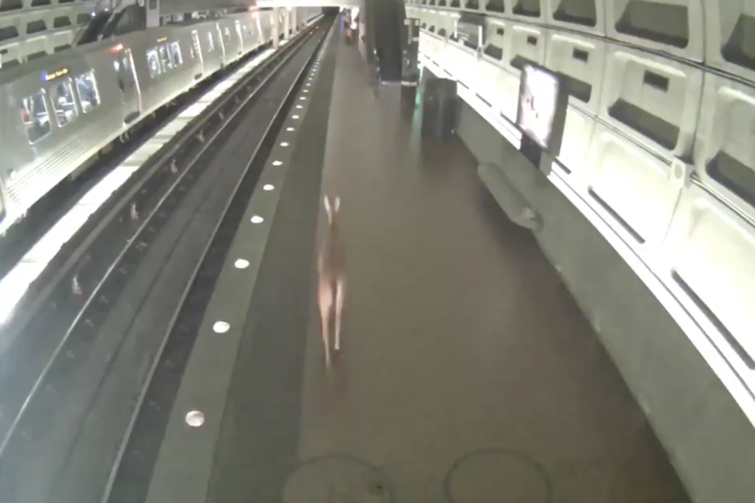 There Was a Deer on Metro This Morning