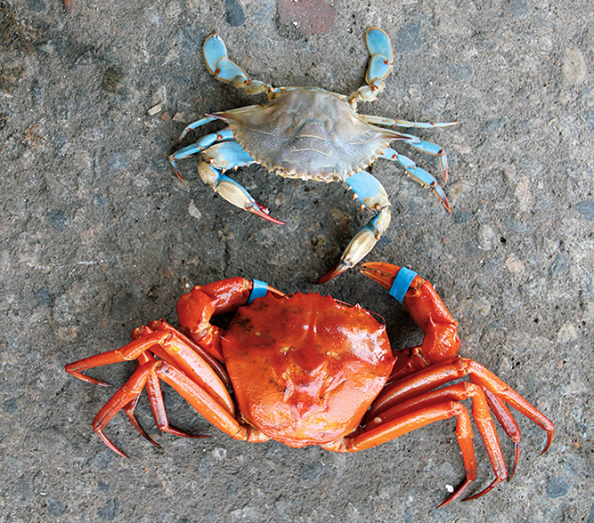 Love Blue Crabs? Meet the Red Crab - Washingtonian