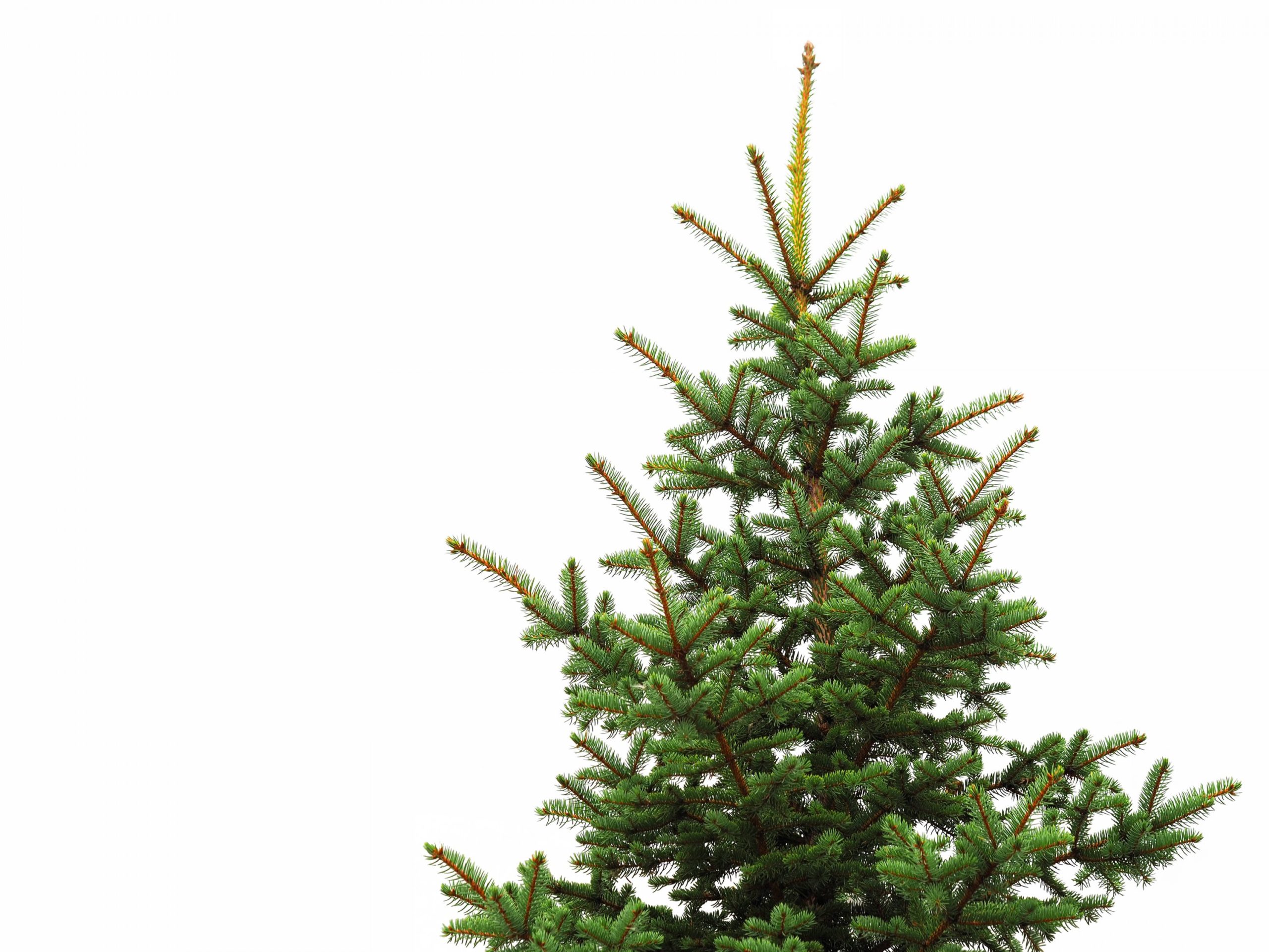How to Turn Your Christmas Tree Into a Cocktail - Washingtonian