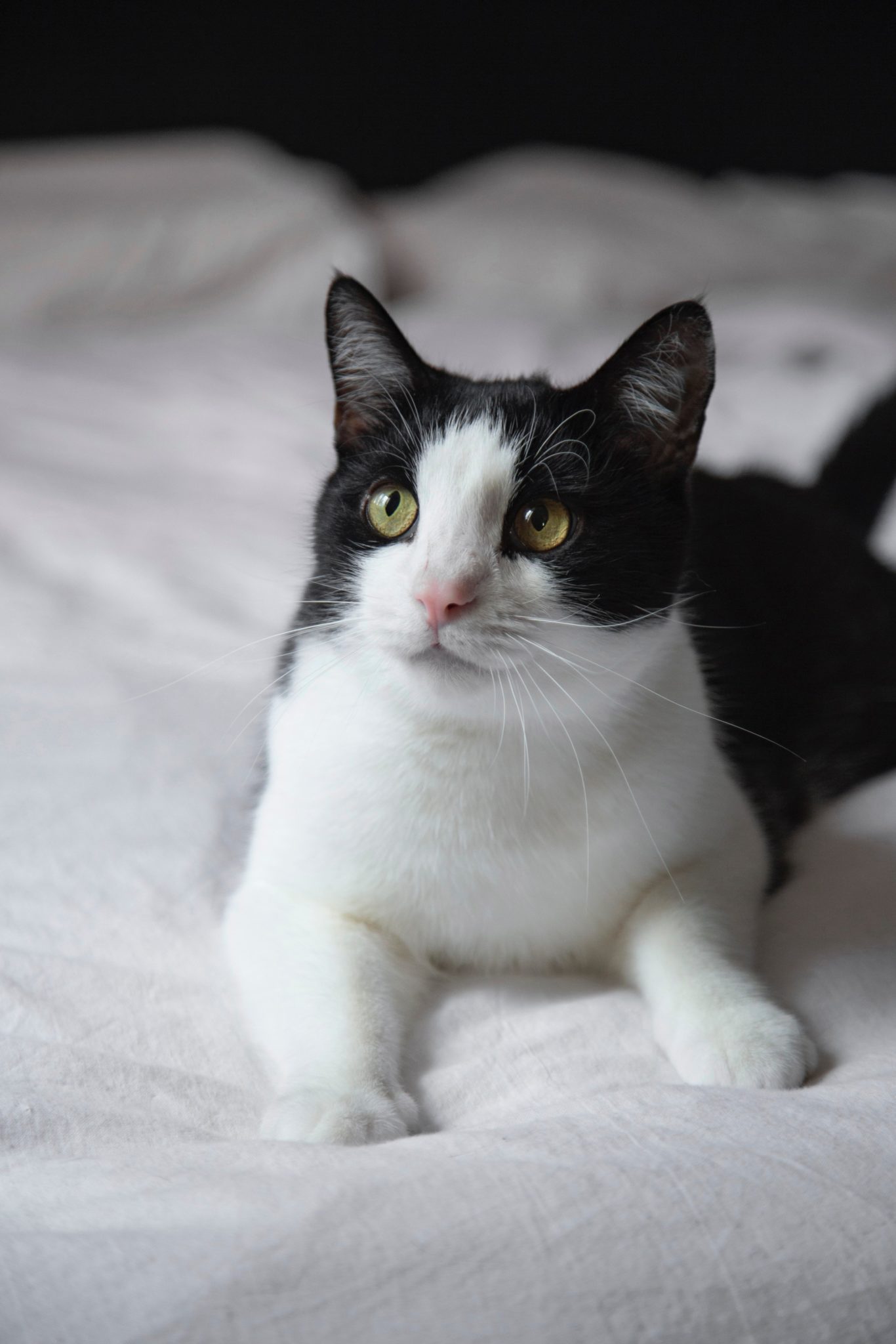 Enter Our 2020 Cutest Cat Photo Contest! Washingtonian