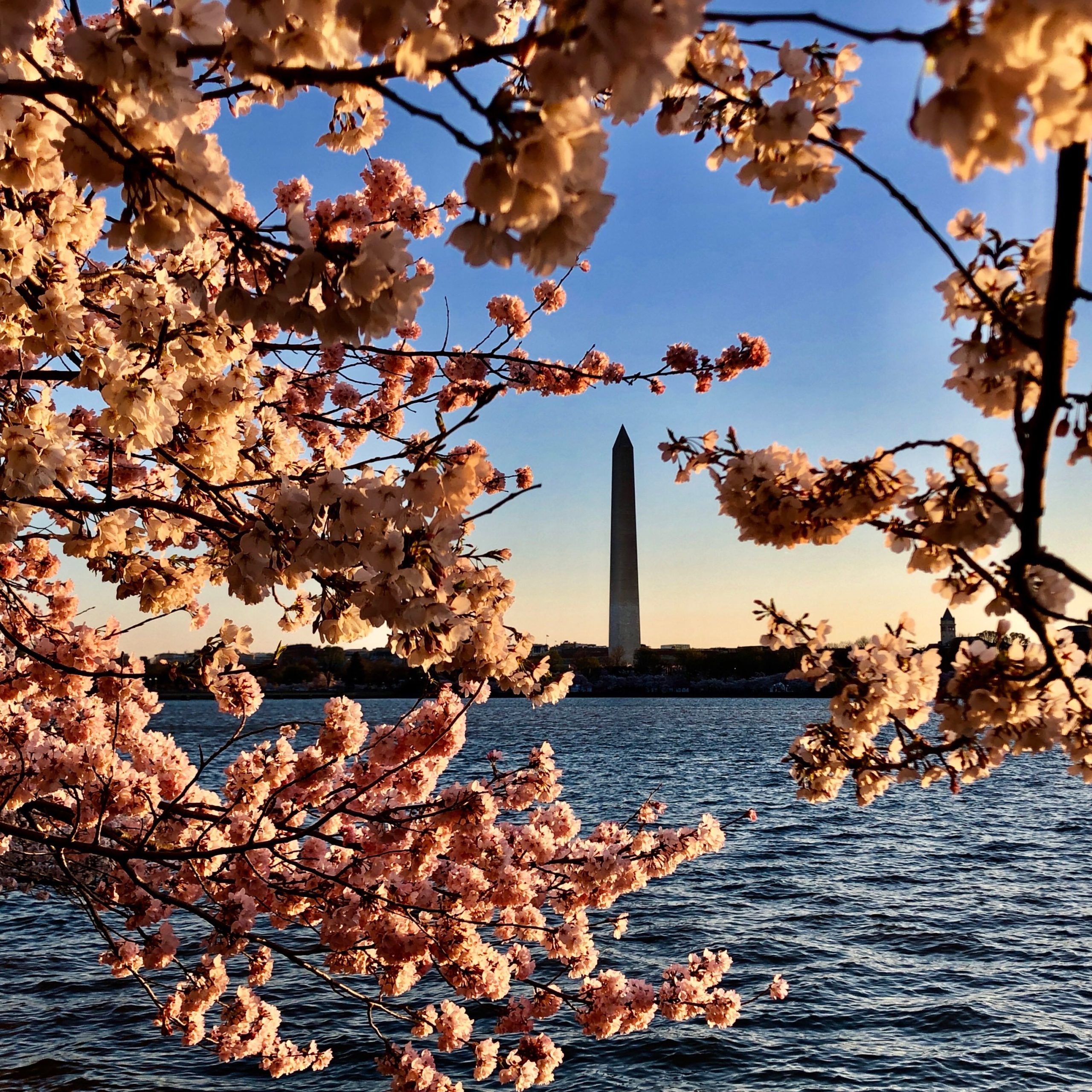 National Cherry Blossom Festival: Check out these 5 spots in DC to capture  the best photos