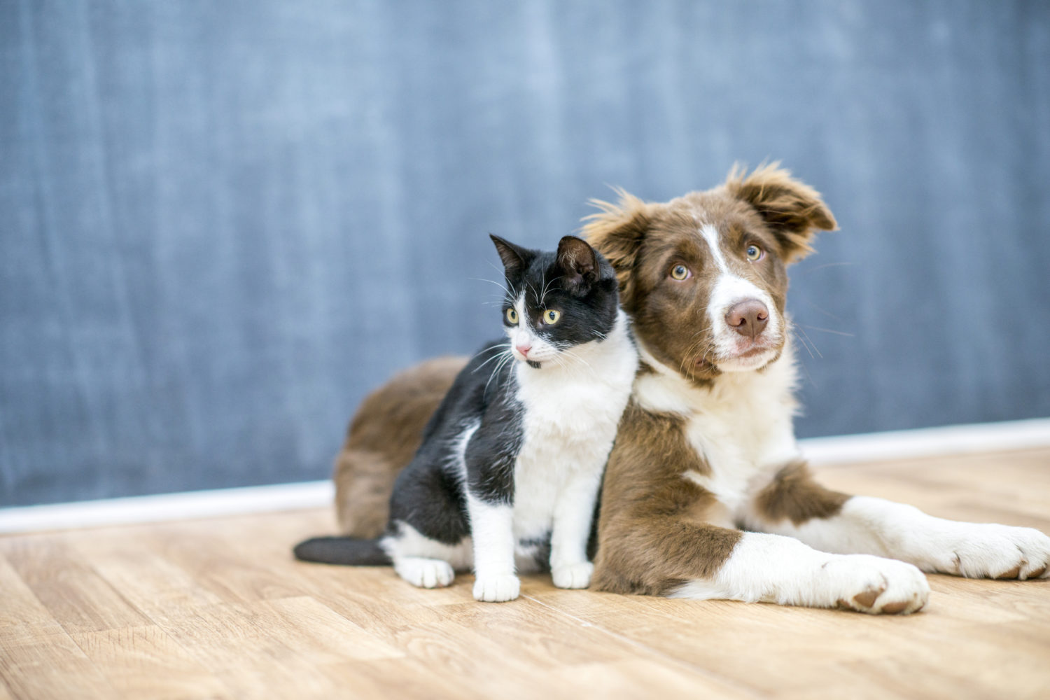 Love Your Pets? Take Our Pet Care Survey!