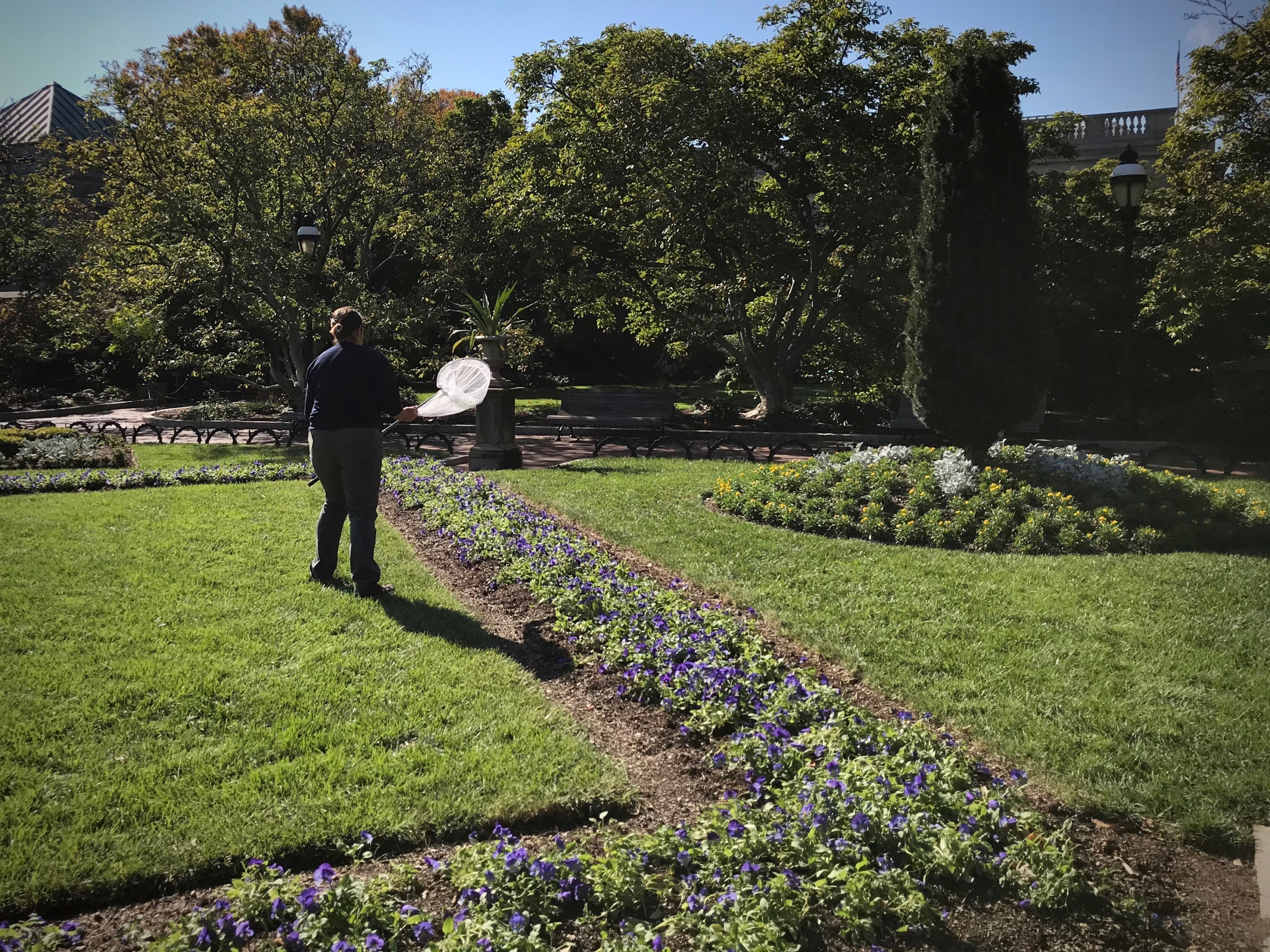 monarch-tagging-4 - Washingtonian